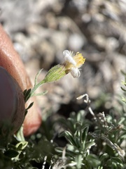 Chaetopappa ericoides