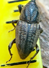 Sphenophorus venatus