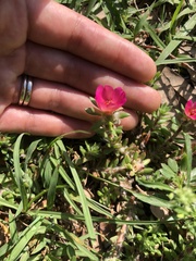Portulaca amilis