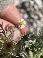 Chaetopappa ericoides