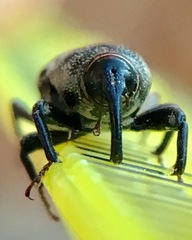 Sphenophorus venatus