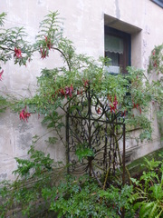 Clianthus maximus