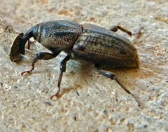 Sphenophorus venatus