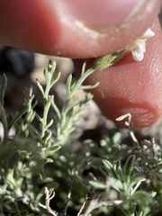 Chaetopappa ericoides