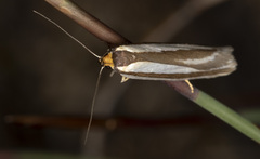 Phytotrypa brochosema