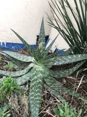 Aloe