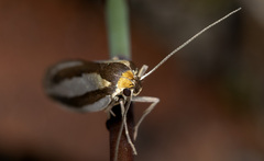 Phytotrypa brochosema