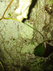 Flavoparmelia baltimorensis