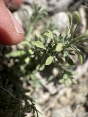 Chaetopappa ericoides