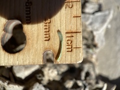 Chaetopappa ericoides