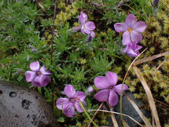 Phlox diffusa