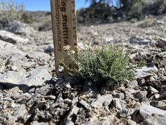 Chaetopappa ericoides