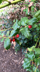 Ilex cornuta