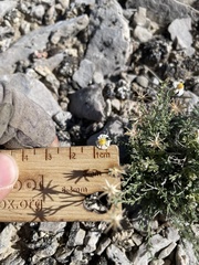 Chaetopappa ericoides