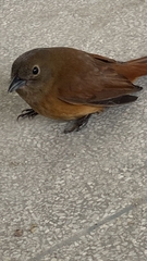 Tachyphonus coronatus