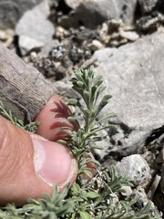 Chaetopappa ericoides