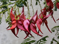 Clianthus maximus