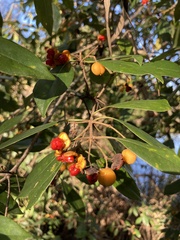 Pittosporum