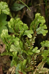 Selaginellales