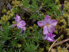 Phlox diffusa