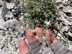 Chaetopappa ericoides