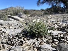 Chaetopappa ericoides