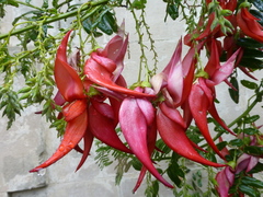 Clianthus maximus