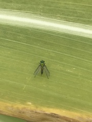 Condylostylus graenicheri