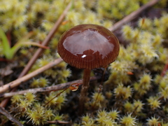 Deconica