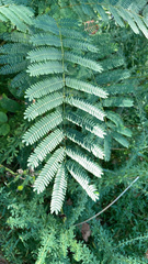 Albizia julibrissin