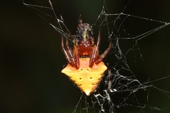 Verrucosa