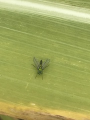 Condylostylus graenicheri