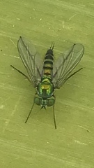 Condylostylus graenicheri