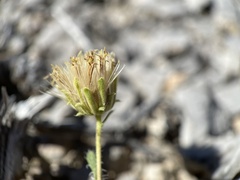 Xanthisma grindelioides