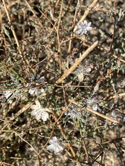 Stephanomeria diegensis