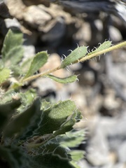Xanthisma grindelioides
