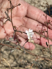 Stephanomeria diegensis