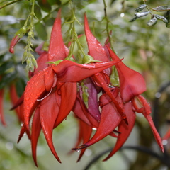 Clianthus maximus