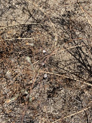 Stephanomeria diegensis