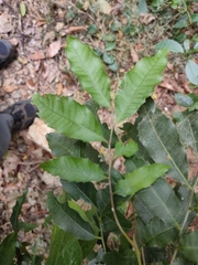 Sapindaceae