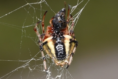 Verrucosa