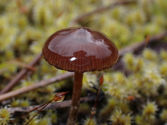 Deconica