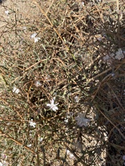 Stephanomeria diegensis