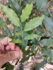Sapindaceae