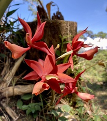 Mormodes