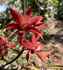 Mormodes