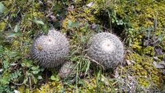 Mammillaria haageana