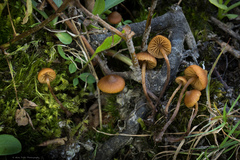 Galerina badipes