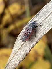 Cuerna striata