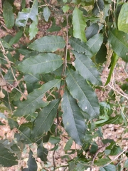 Sapindaceae